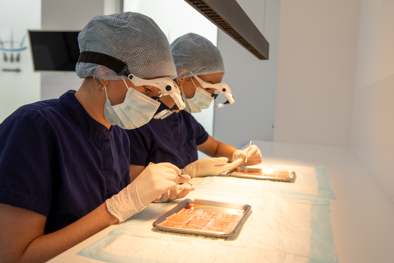 2 haartransplantatie specialisten die geconcentreerd bezig zijn met het verwerken van grafts.