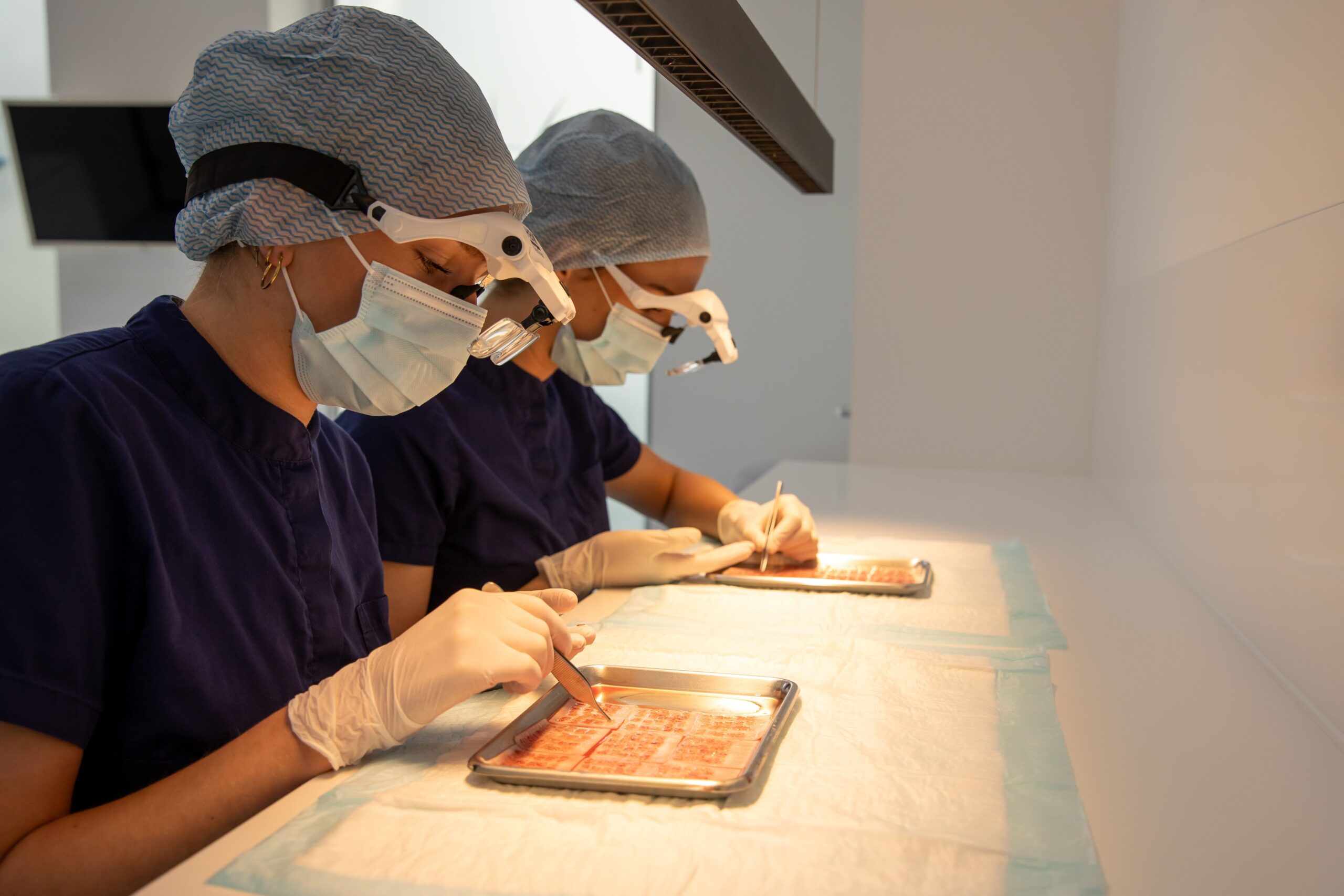 Medisch personeel sorteert grafts voor haartransplantatie op steriele trays.